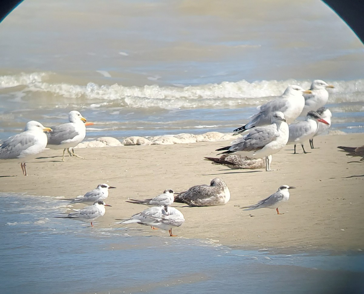 Forster's Tern - ML615829754