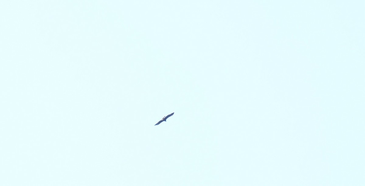 Белоголовый орлан - ML615829757