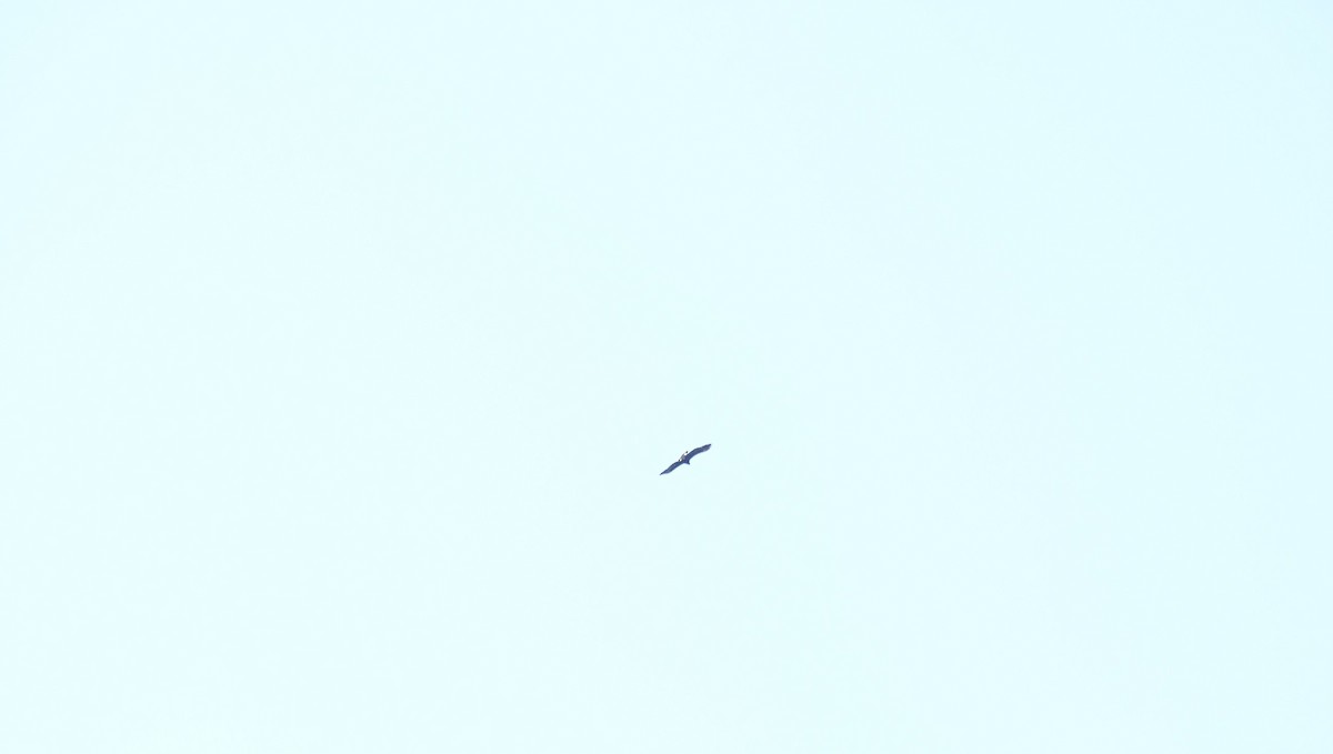 Белоголовый орлан - ML615829769