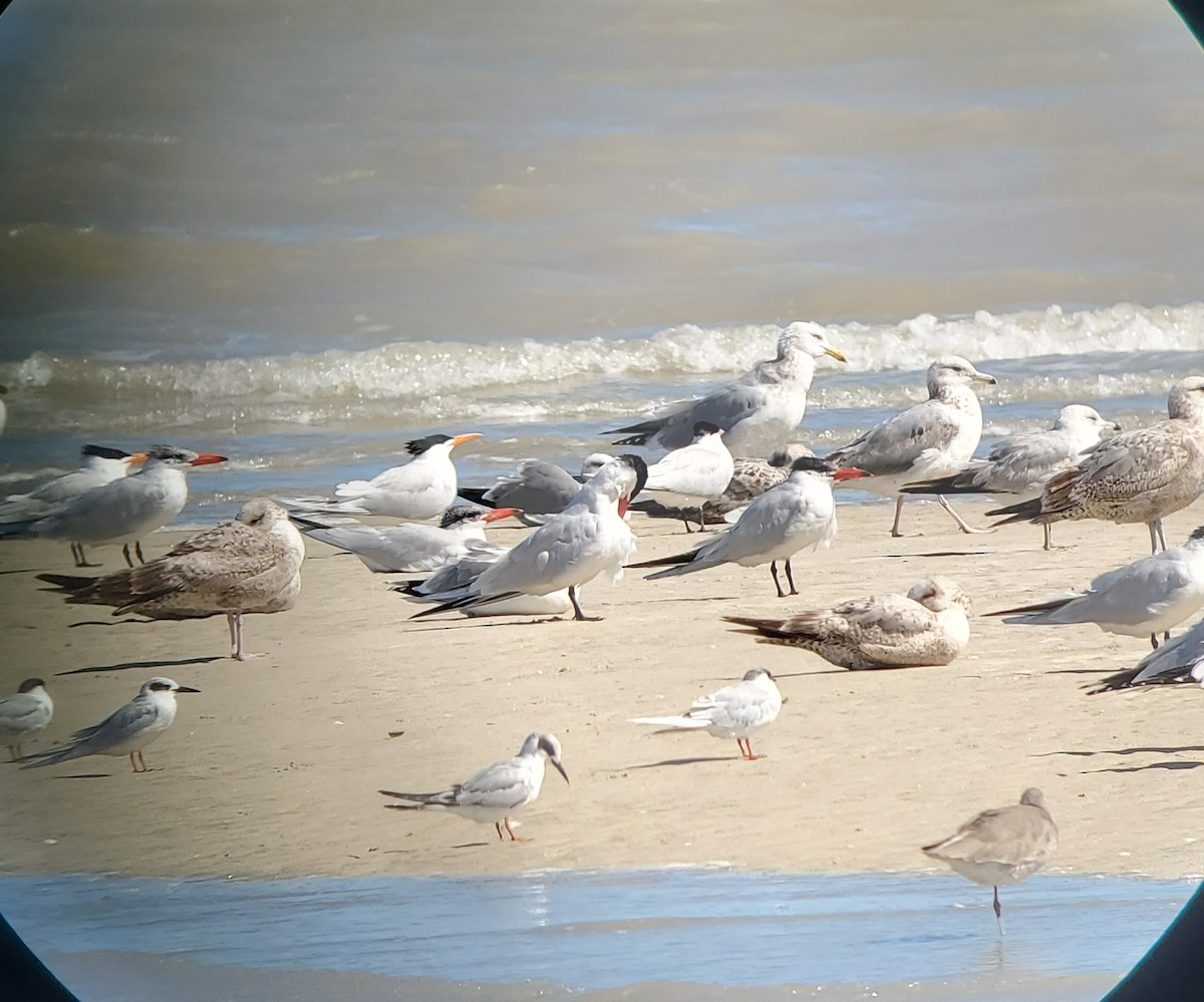 Royal Tern - ML615829787