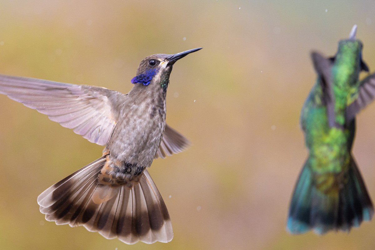 Brown Violetear - ML615829867