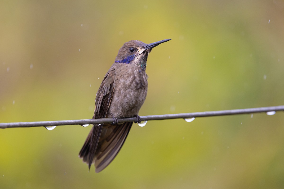 Brown Violetear - ML615829868