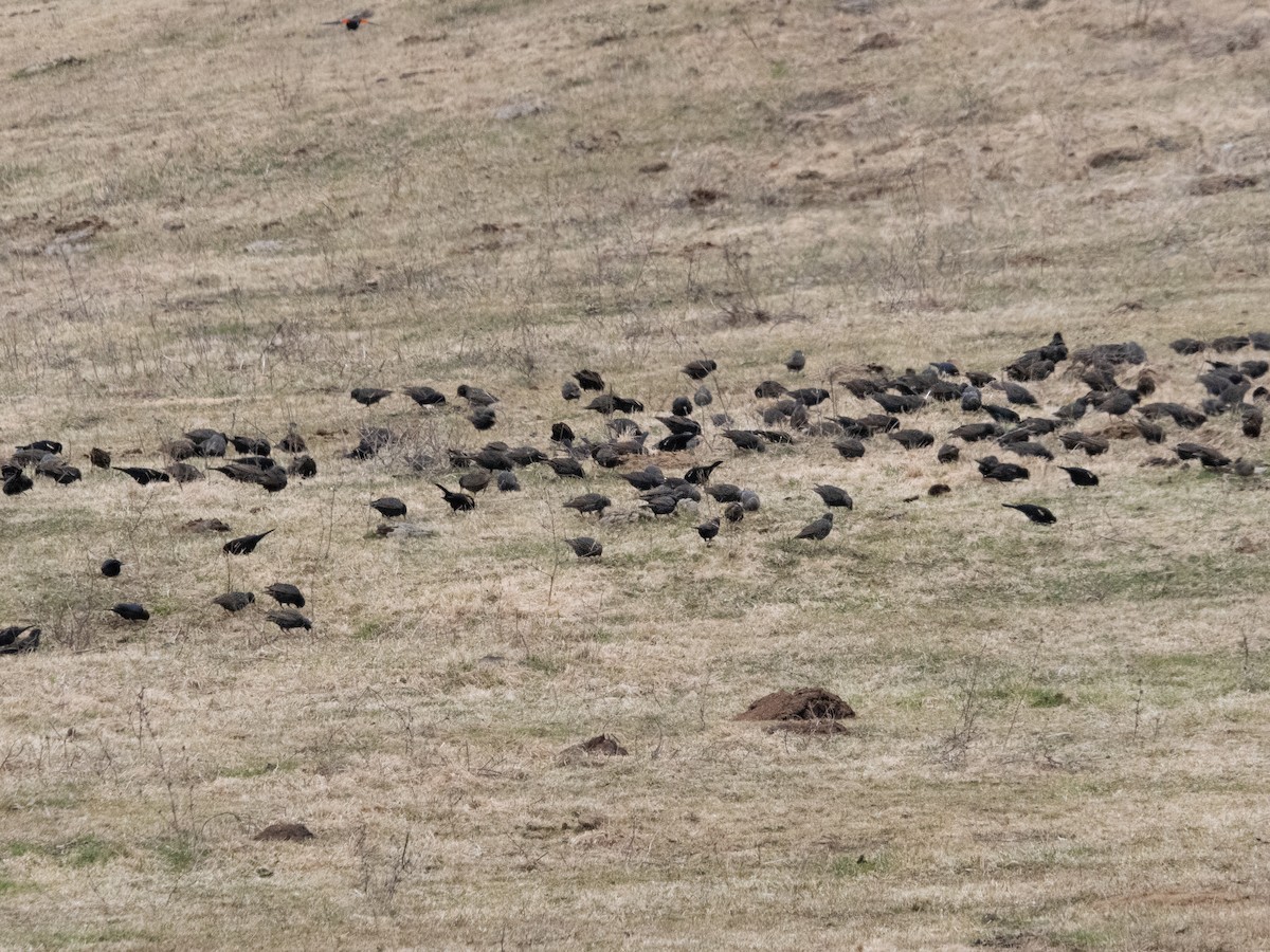 Red-winged Blackbird - ML615829905