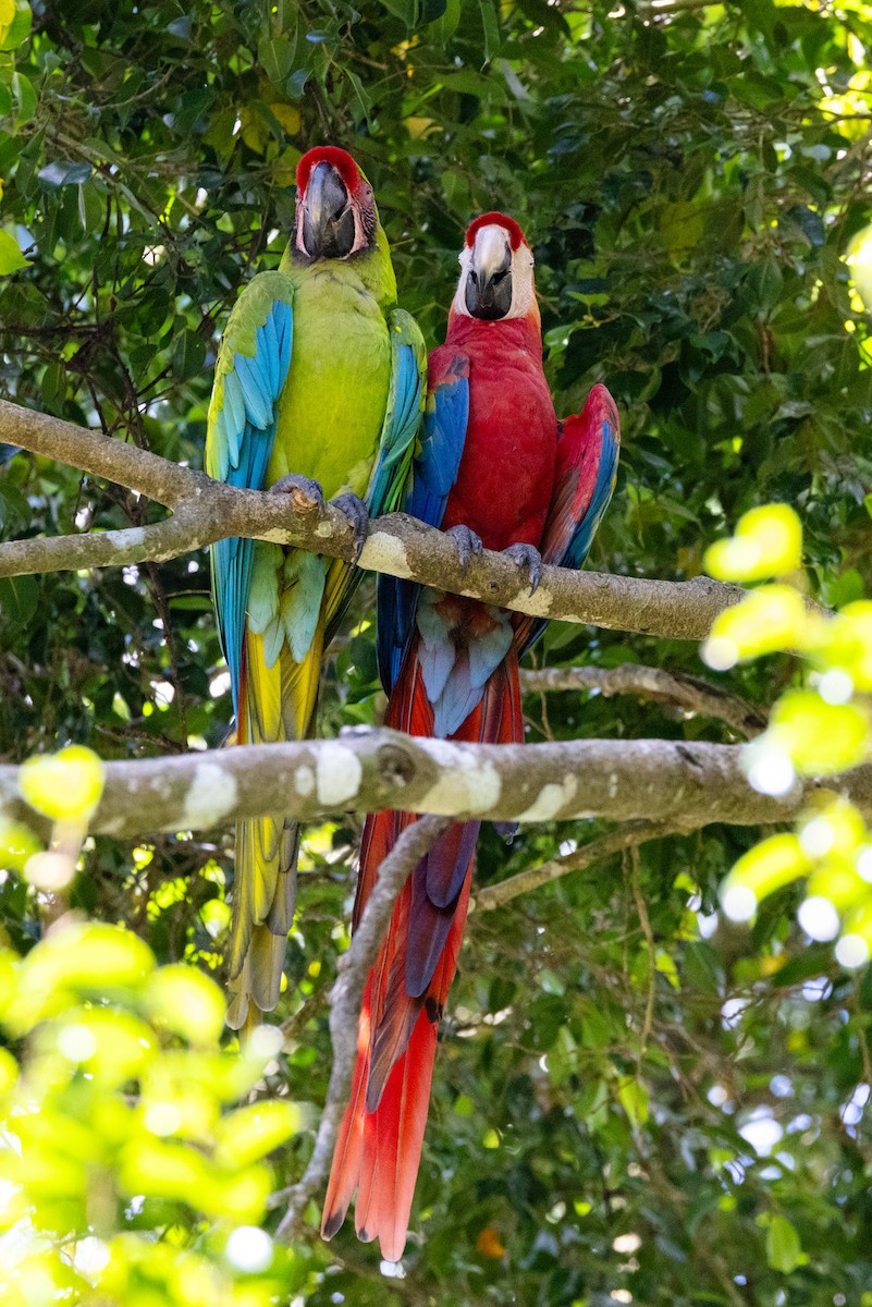 Scarlet Macaw - Jennifer Esten