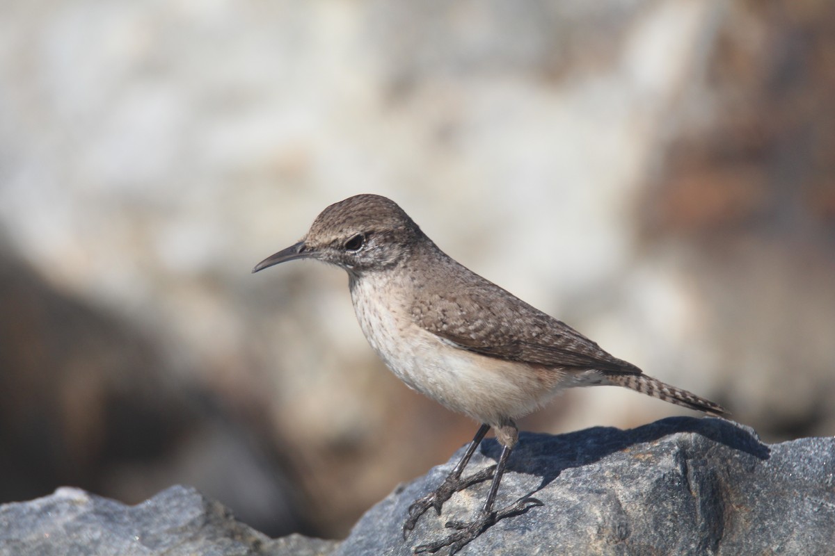 Rock Wren - ML615830047