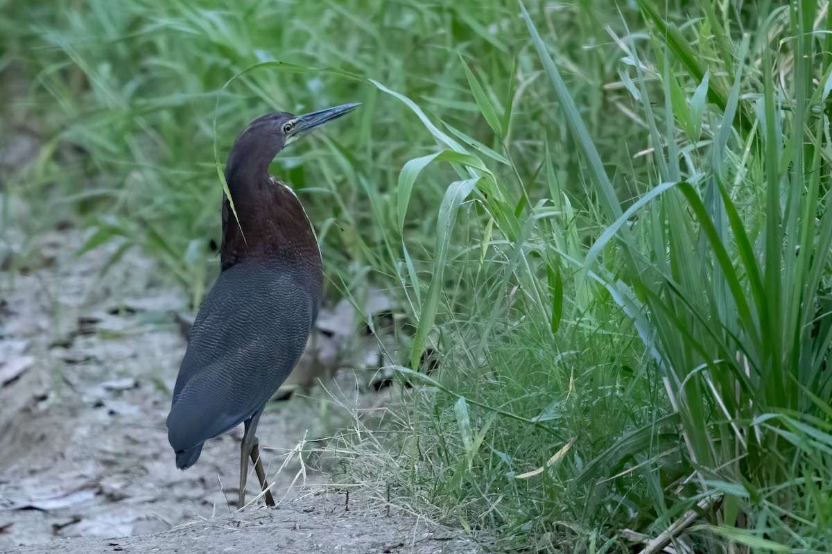 Rufescent Tiger-Heron - ML615830073