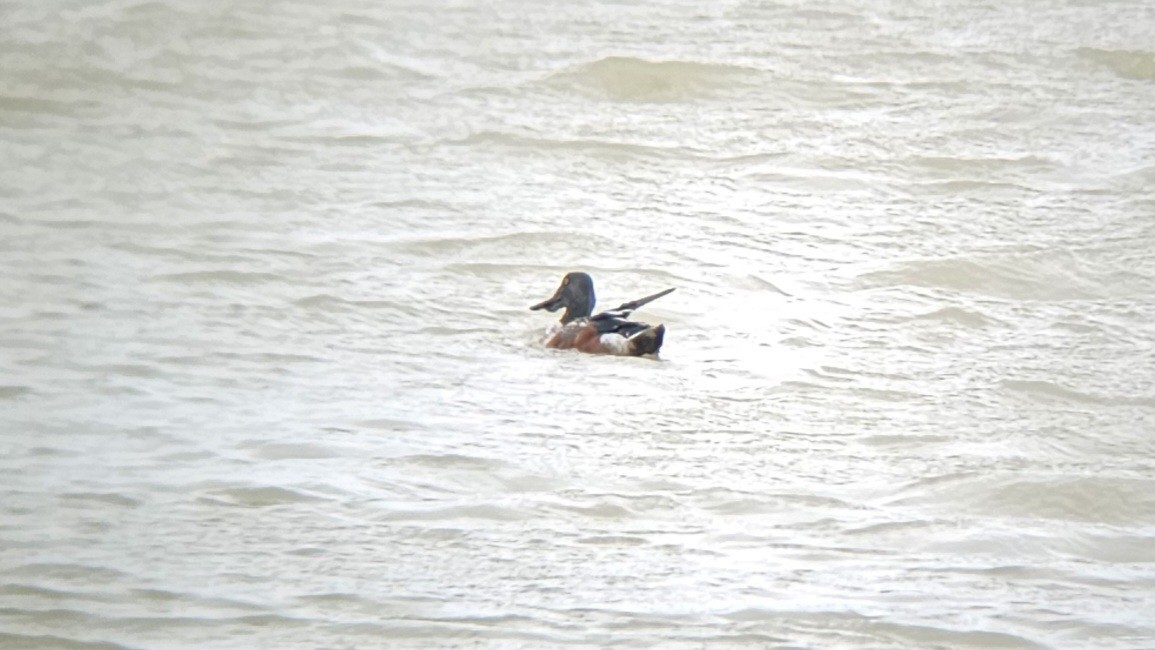 Northern Shoveler - Mark Meyer