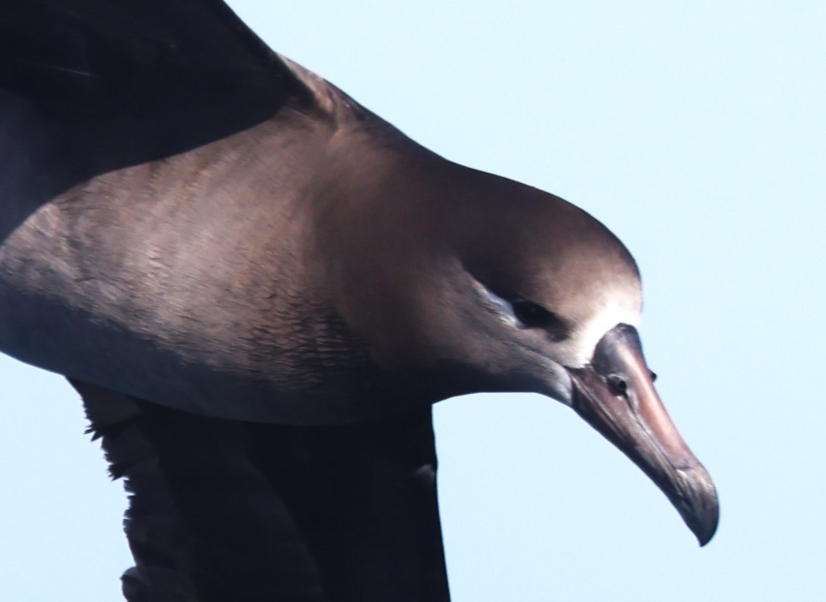 Black-footed Albatross - Robert Keiffer