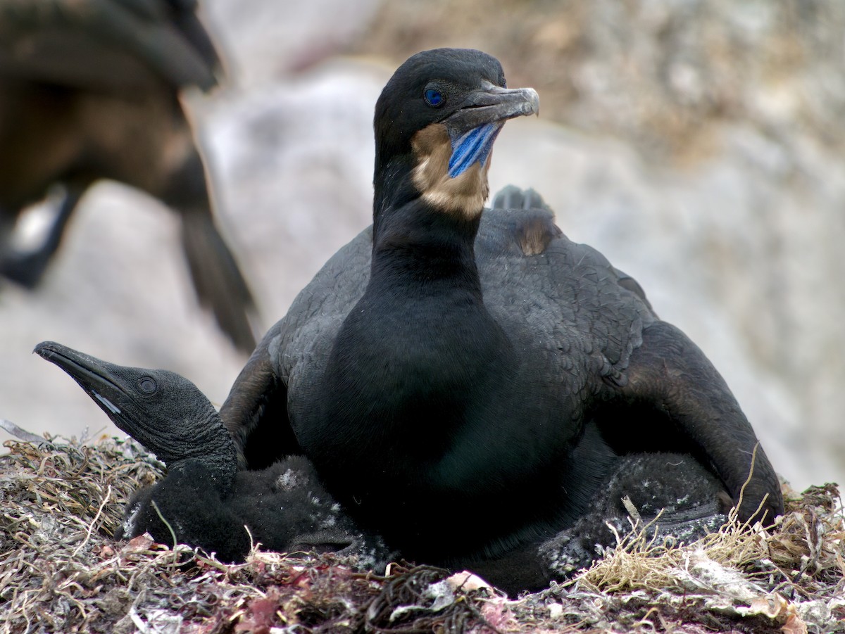 Brandt's Cormorant - ML615830125