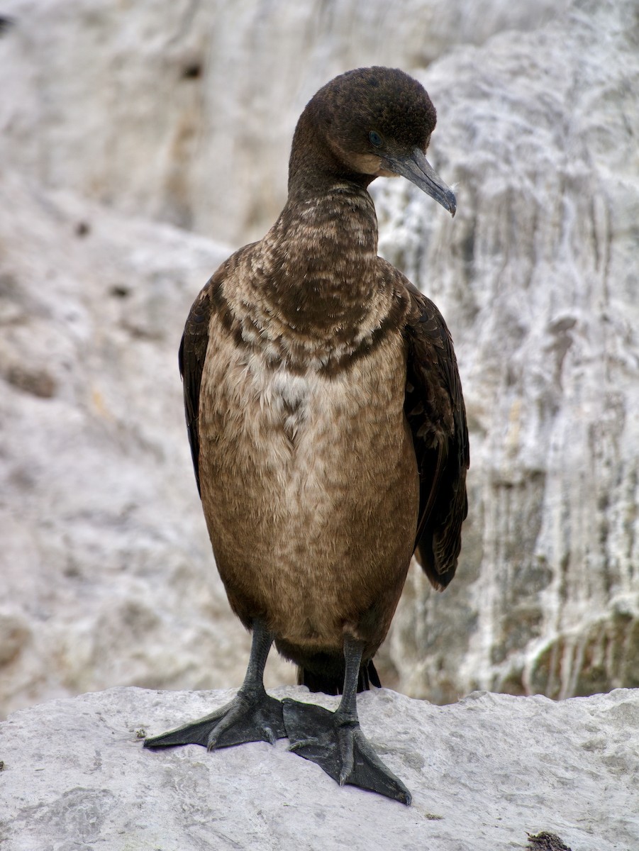 Brandt's Cormorant - ML615830126