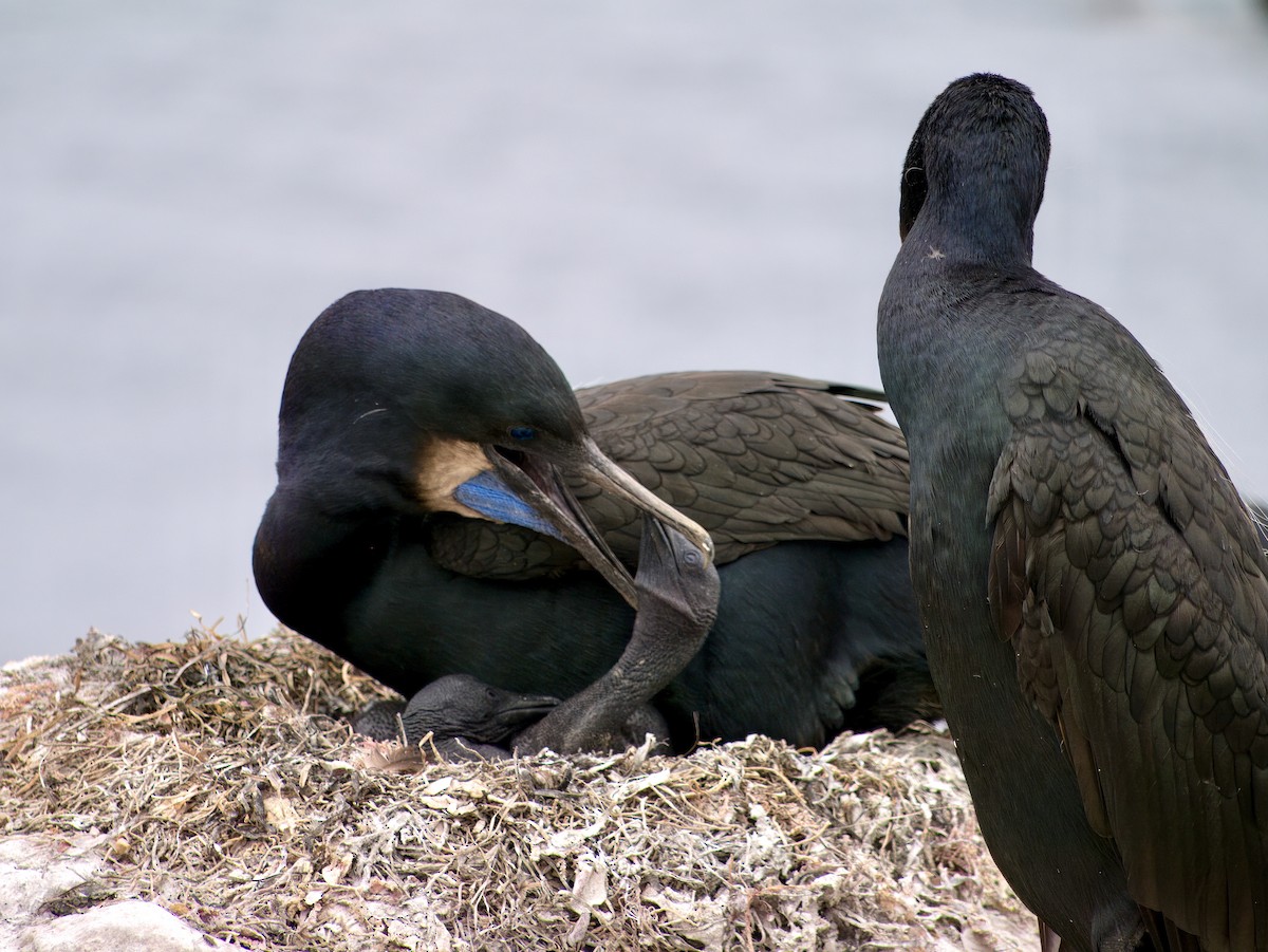 Brandt's Cormorant - ML615830127