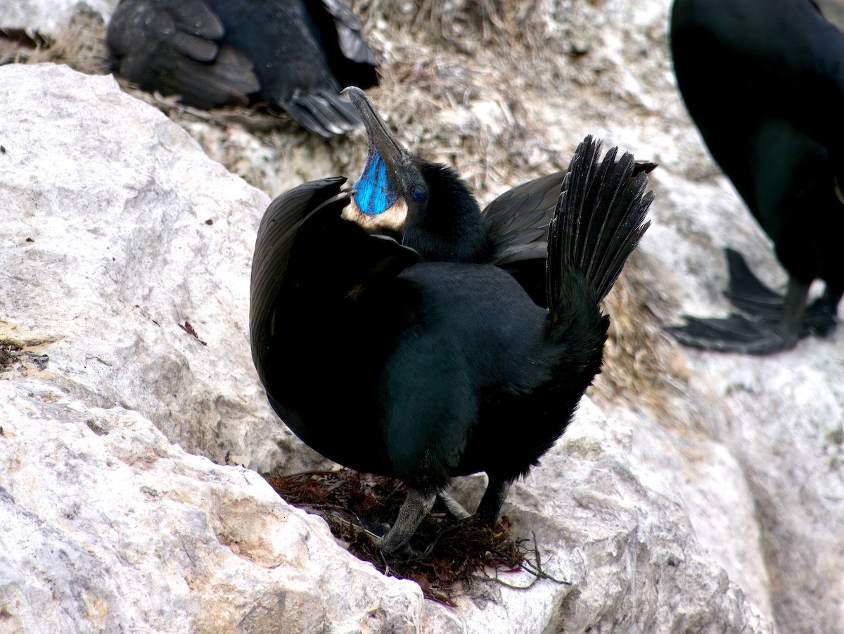 Brandt's Cormorant - ML615830128