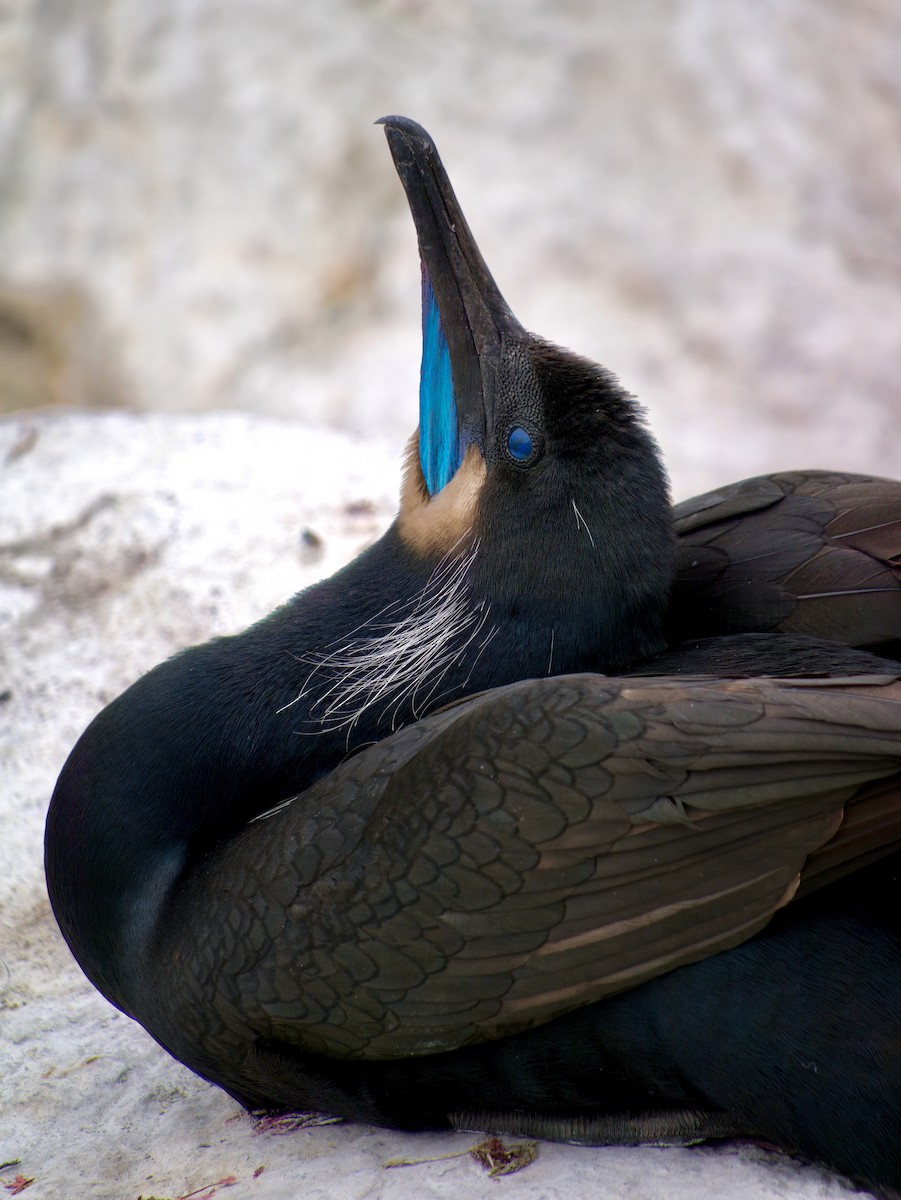 Brandt's Cormorant - ML615830129