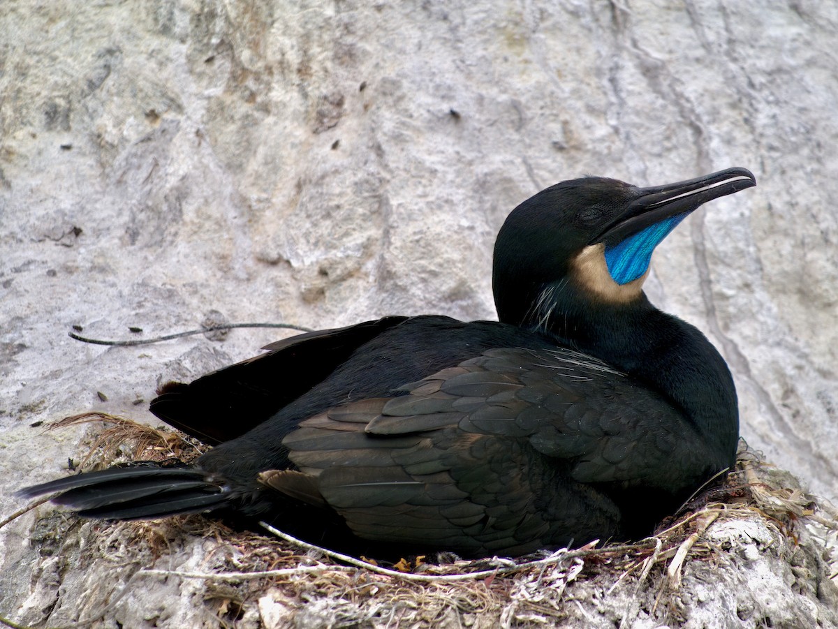 Brandt's Cormorant - ML615830130