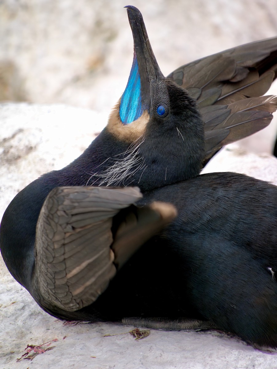 Brandt's Cormorant - ML615830132