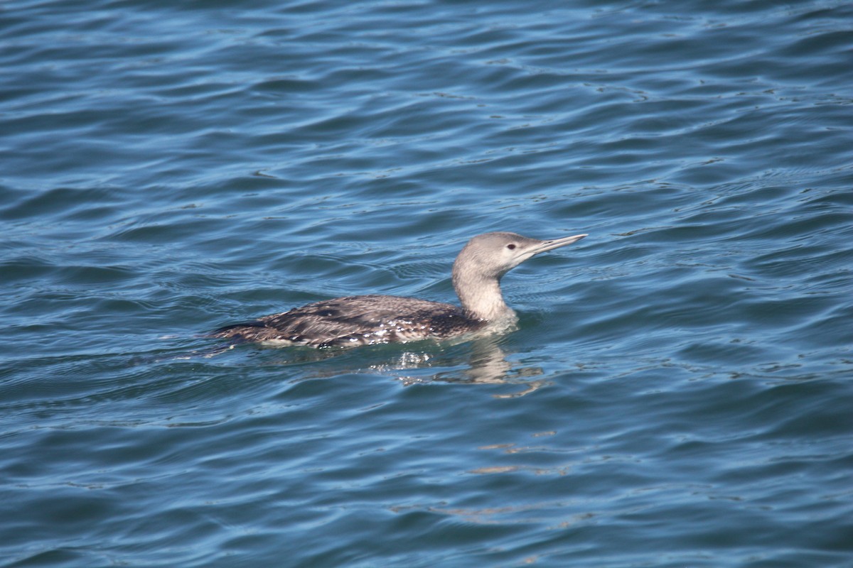 Red-throated Loon - ML615830209