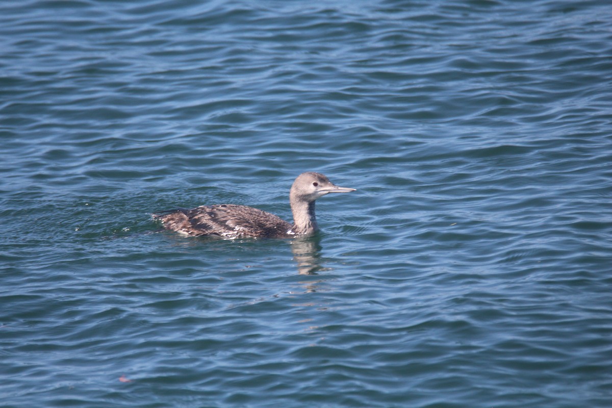 Red-throated Loon - ML615830210