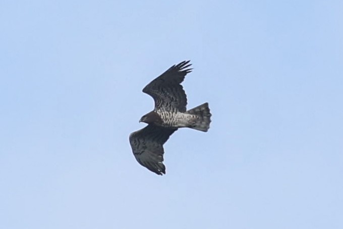 Short-toed Snake-Eagle - Stephen Wittkamp