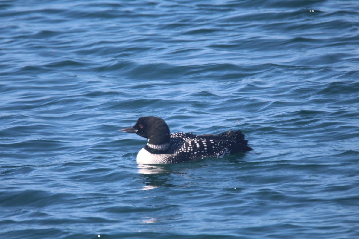 Common Loon - ML615830225