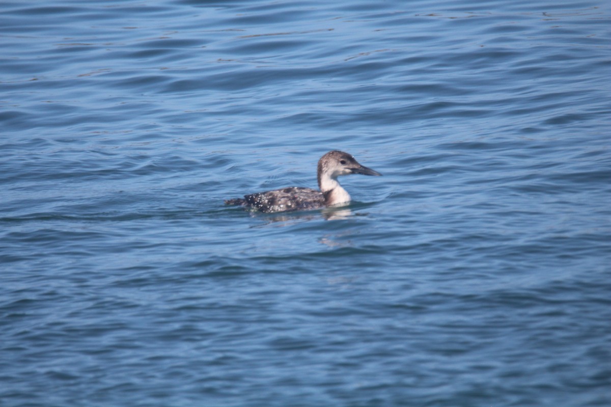 Common Loon - ML615830226