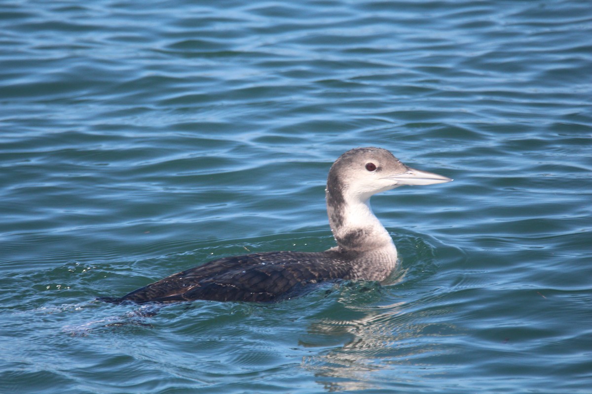 Common Loon - ML615830227