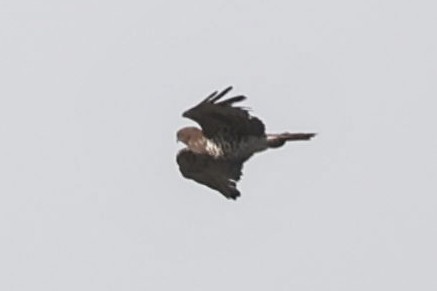 Short-toed Snake-Eagle - Stephen Wittkamp