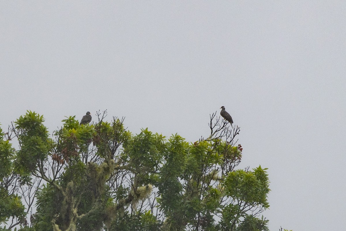 Band-tailed Pigeon (White-necked) - ML615830290