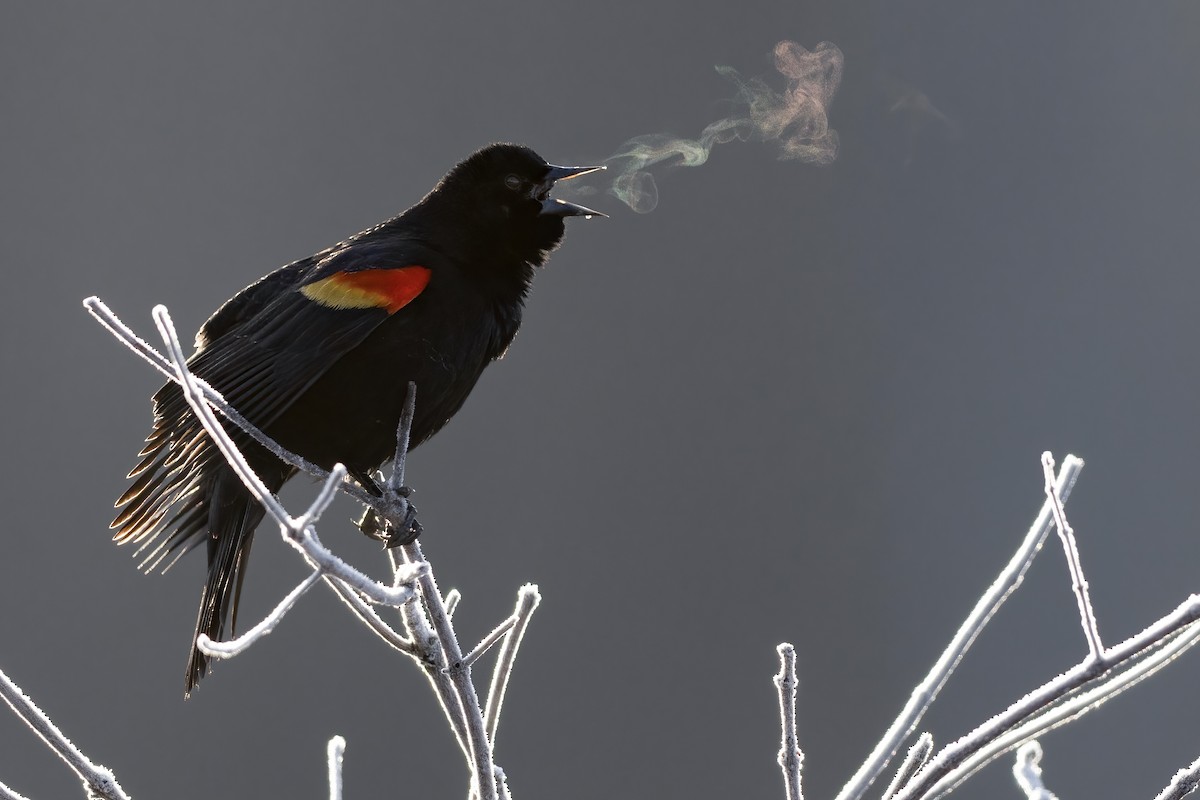 Red-winged Blackbird (Red-winged) - ML615830319