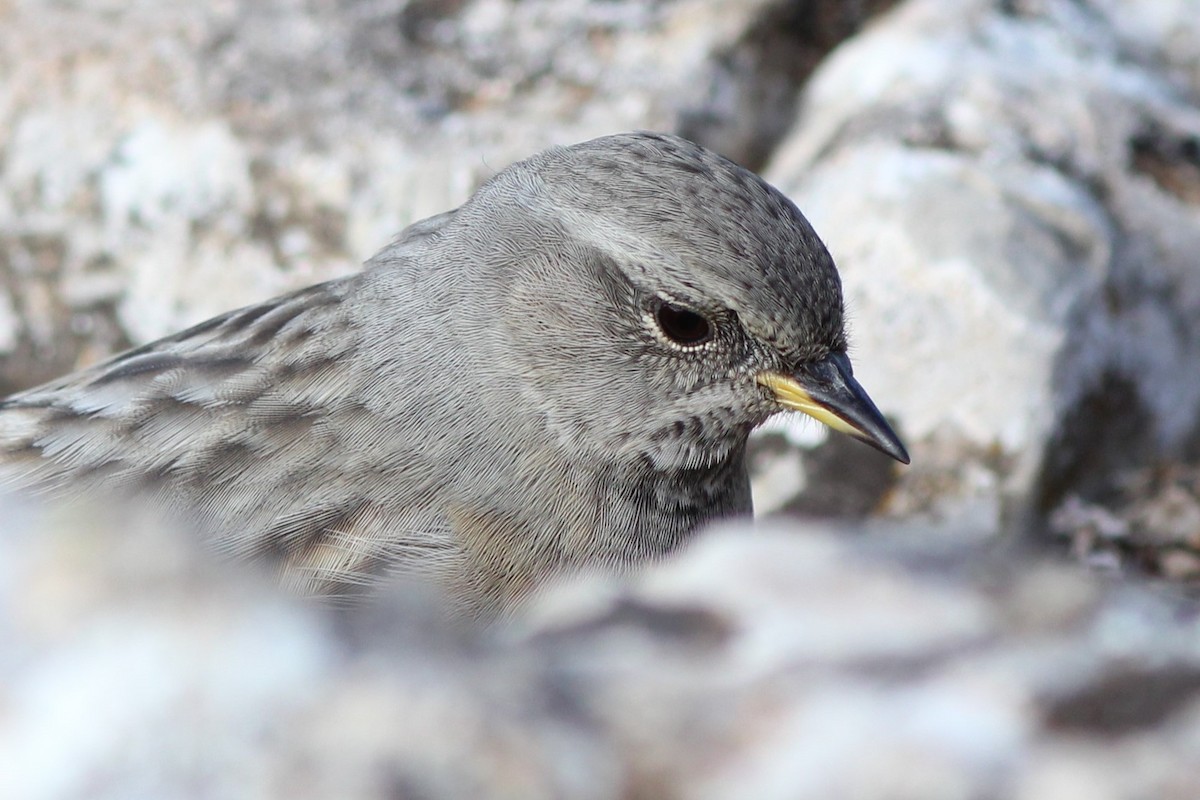 Alpine Accentor - ML615830371