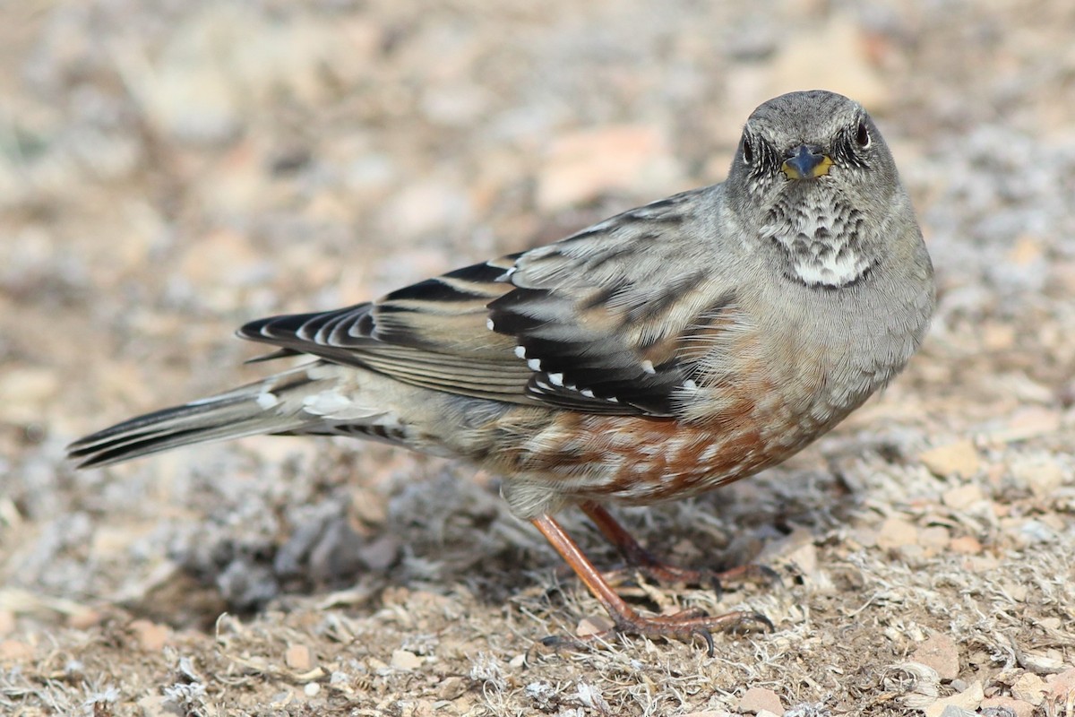 Alpine Accentor - ML615830372