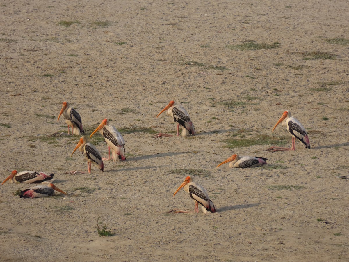 Painted Stork - ML615830403