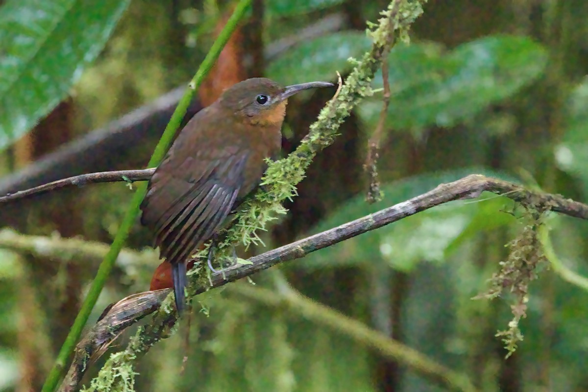 South American Leaftosser (Dusky) - Steve Bielamowicz