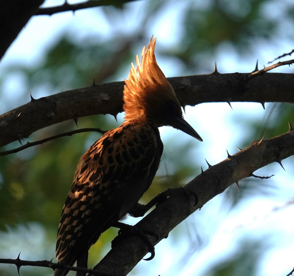 Ochre-backed Woodpecker - Steve Kornfeld