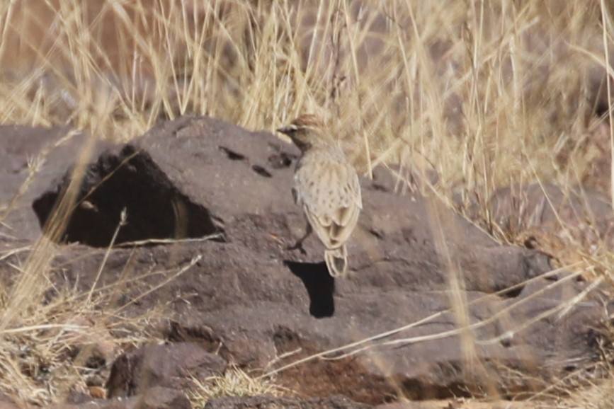 Rufous-capped Lark - ML615830483