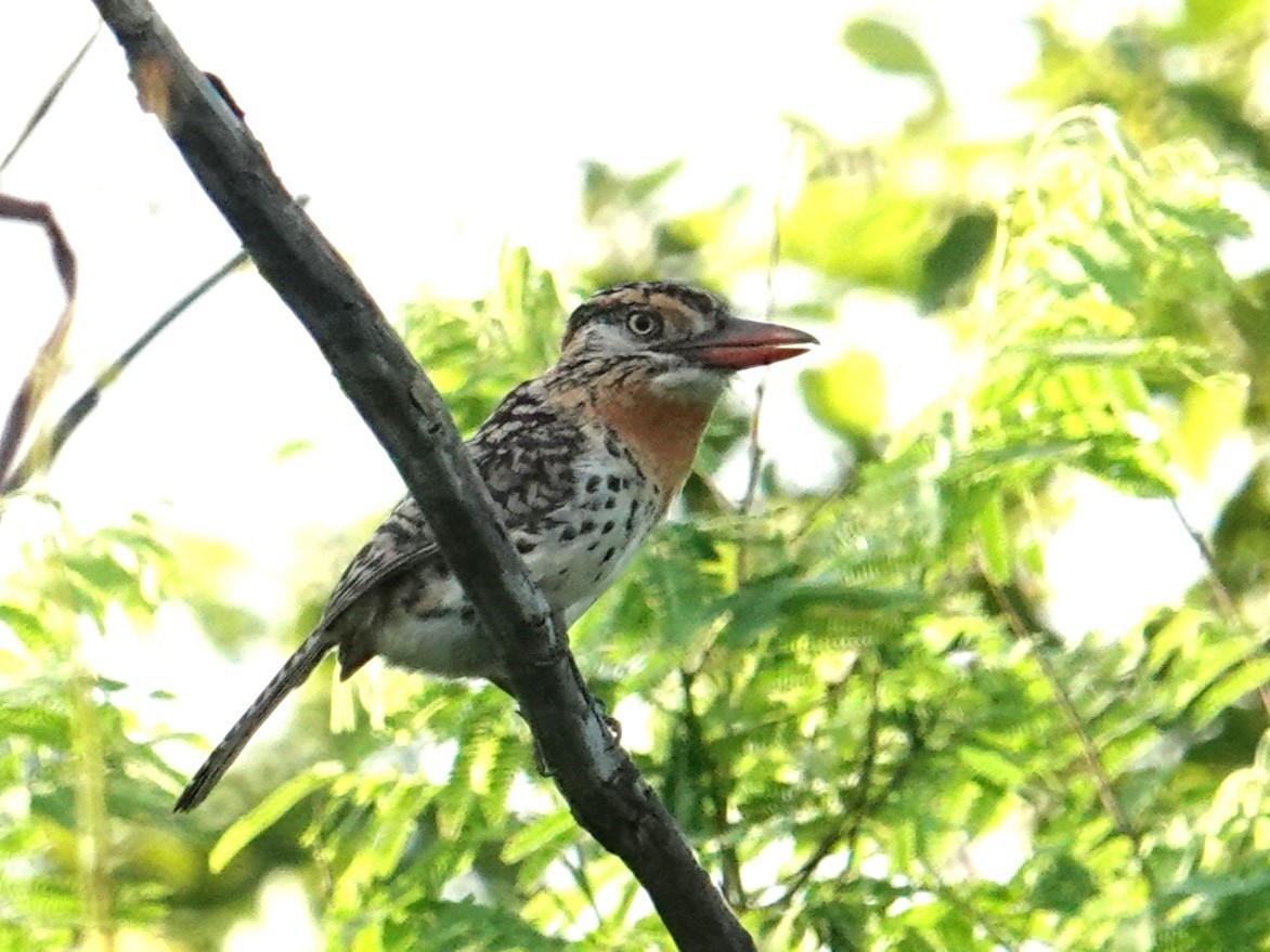 Spot-backed Puffbird (Spot-backed) - ML615830487