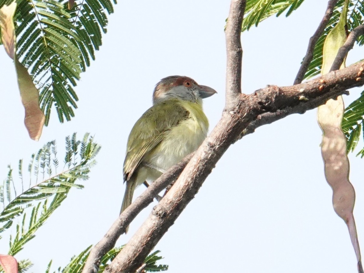 Rufous-browed Peppershrike (Chaco) - Steve Kornfeld