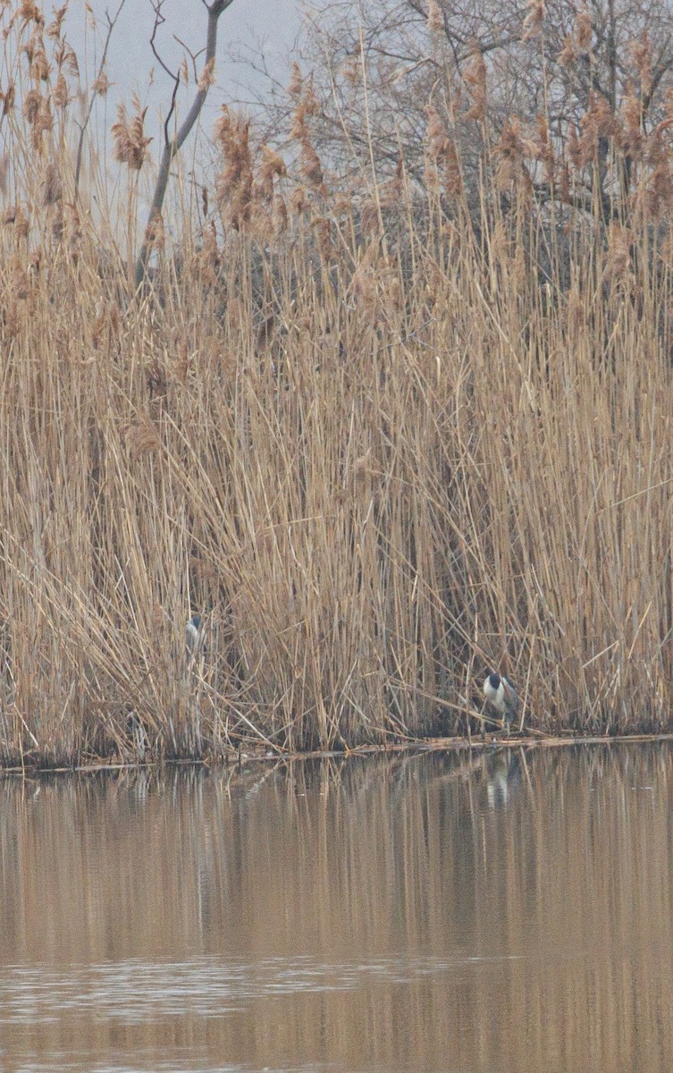 Black-crowned Night Heron - ML615830525