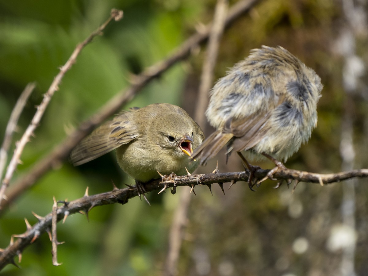 Green Warbler-Finch - ML615830537