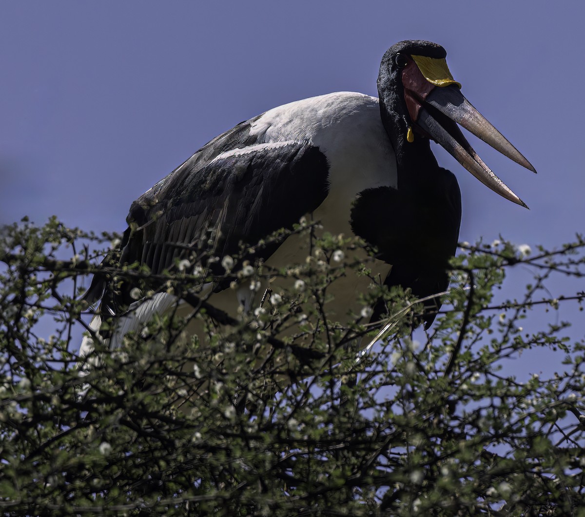 Saddle-billed Stork - ML615830557