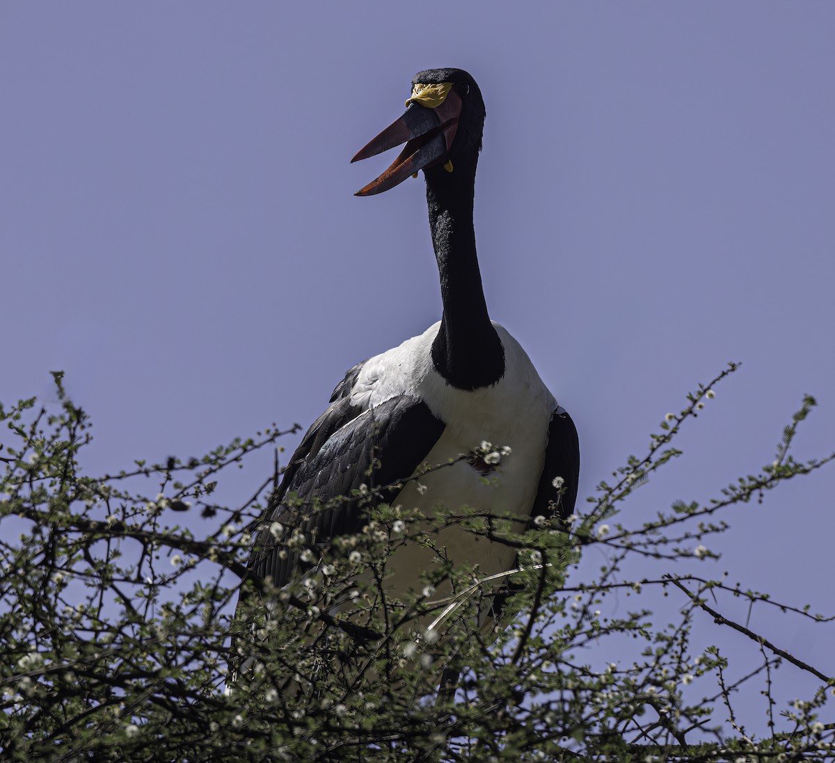 Saddle-billed Stork - ML615830560