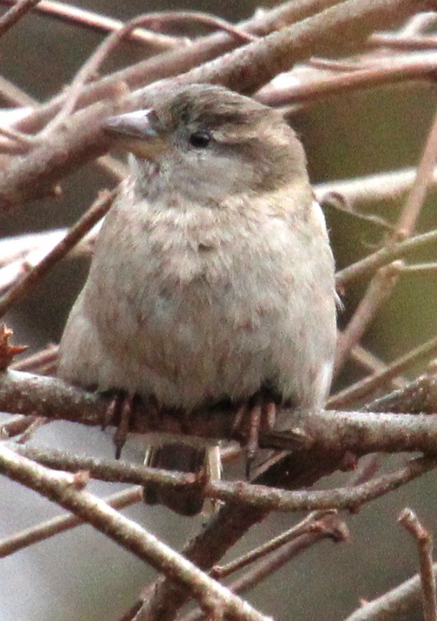 House Sparrow - ML615830577