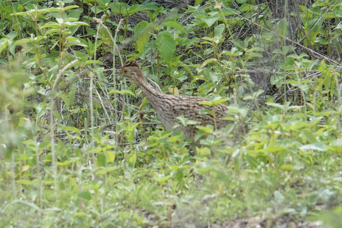 White-bellied Nothura - ML615830582