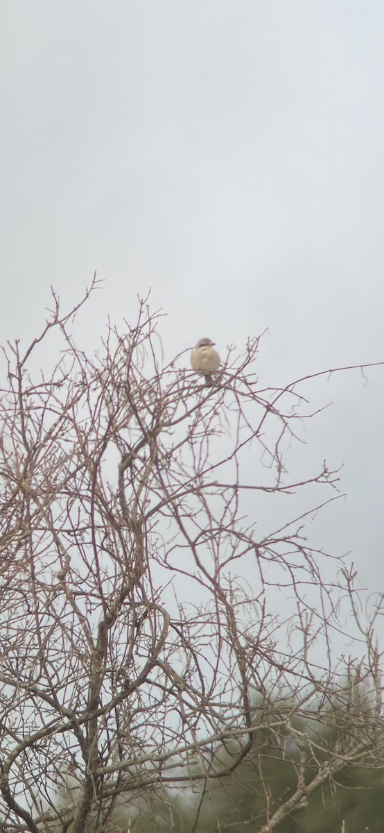 Northern Shrike - ML615830627