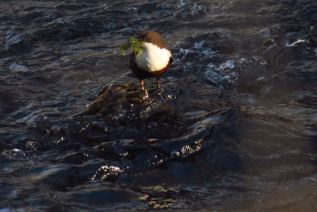 White-throated Dipper - ML615830642