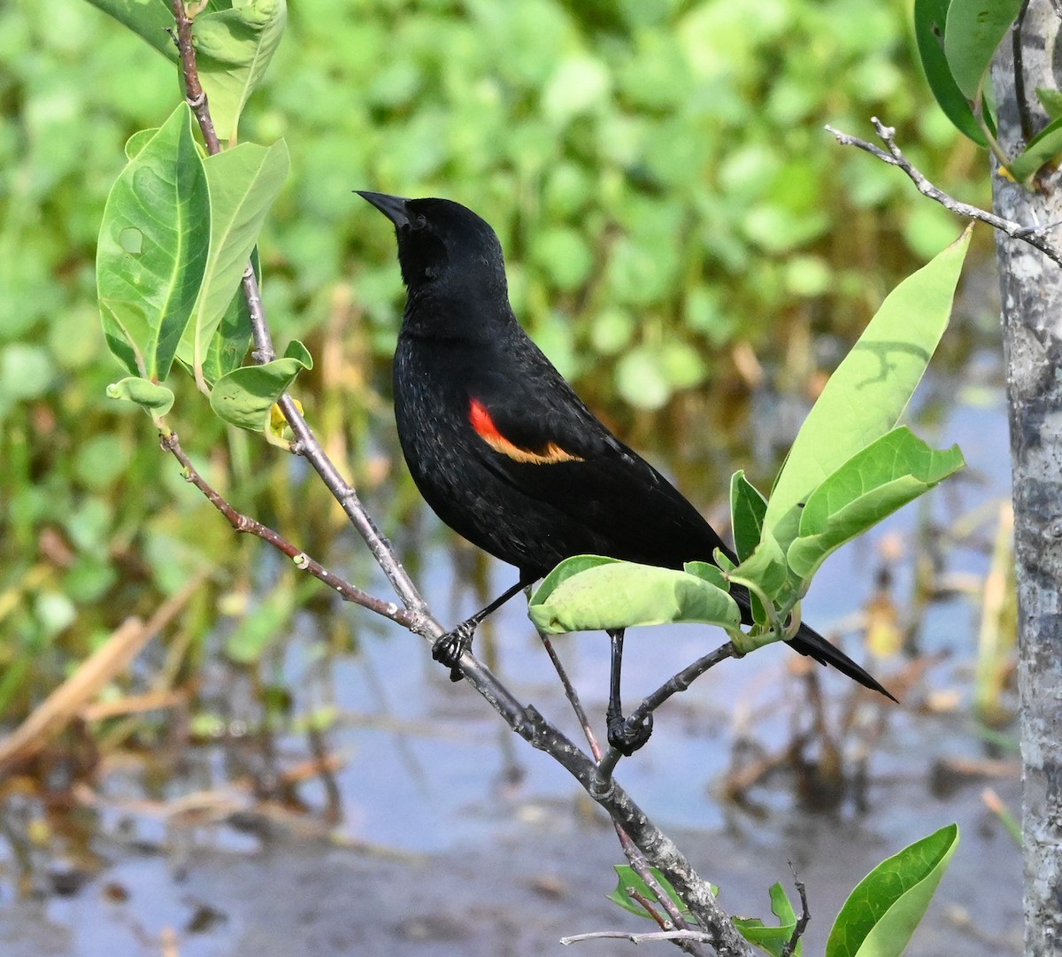 Red-winged Blackbird - ML615830649