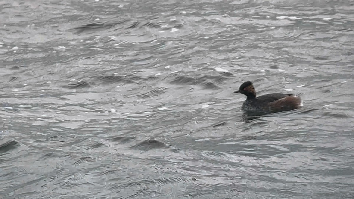 Eared Grebe - ML615830651