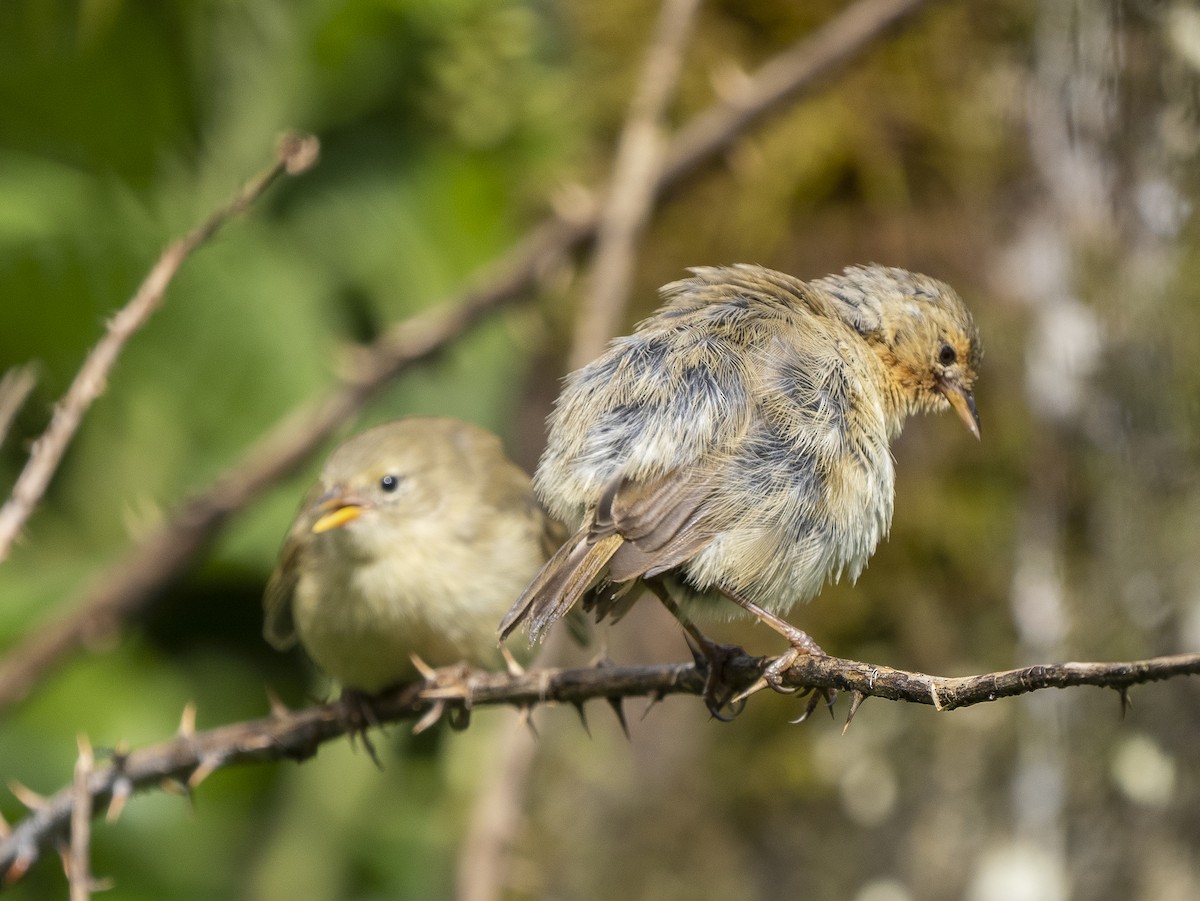 Green Warbler-Finch - ML615830660