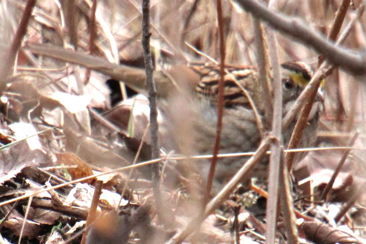 White-throated Sparrow - ML615830674