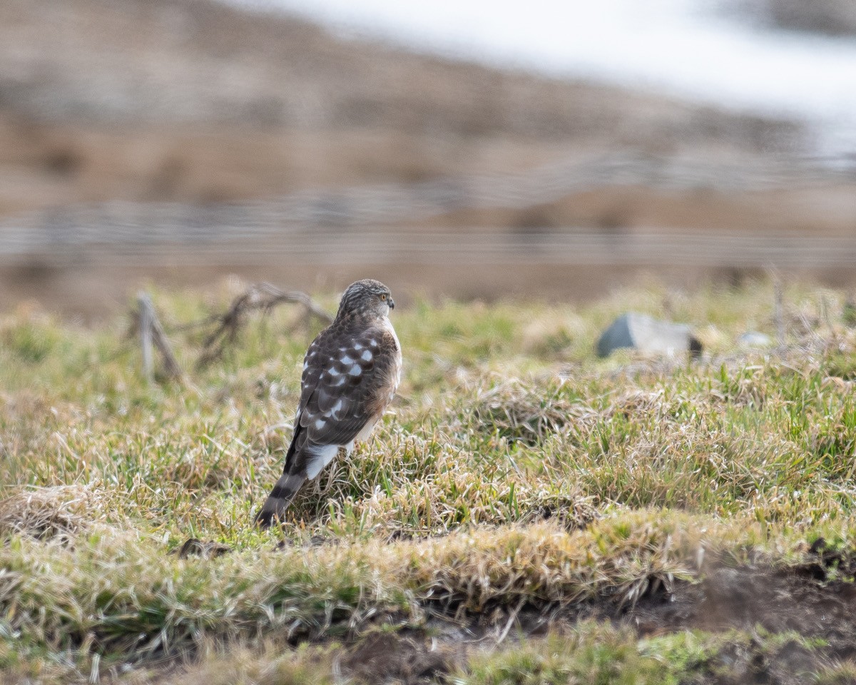 Sharp-shinned Hawk - Rick Brown