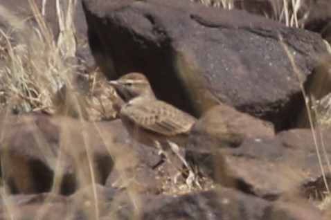 Rufous-capped Lark - ML615830689